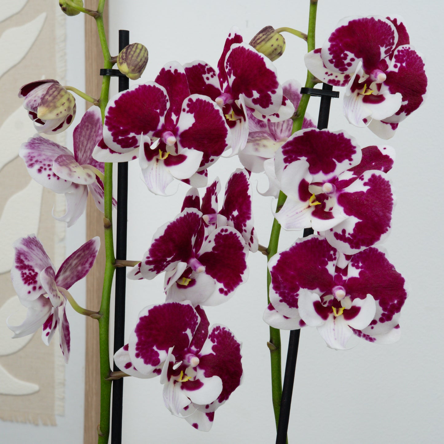 Phalaenopsis Orchid | Spider
