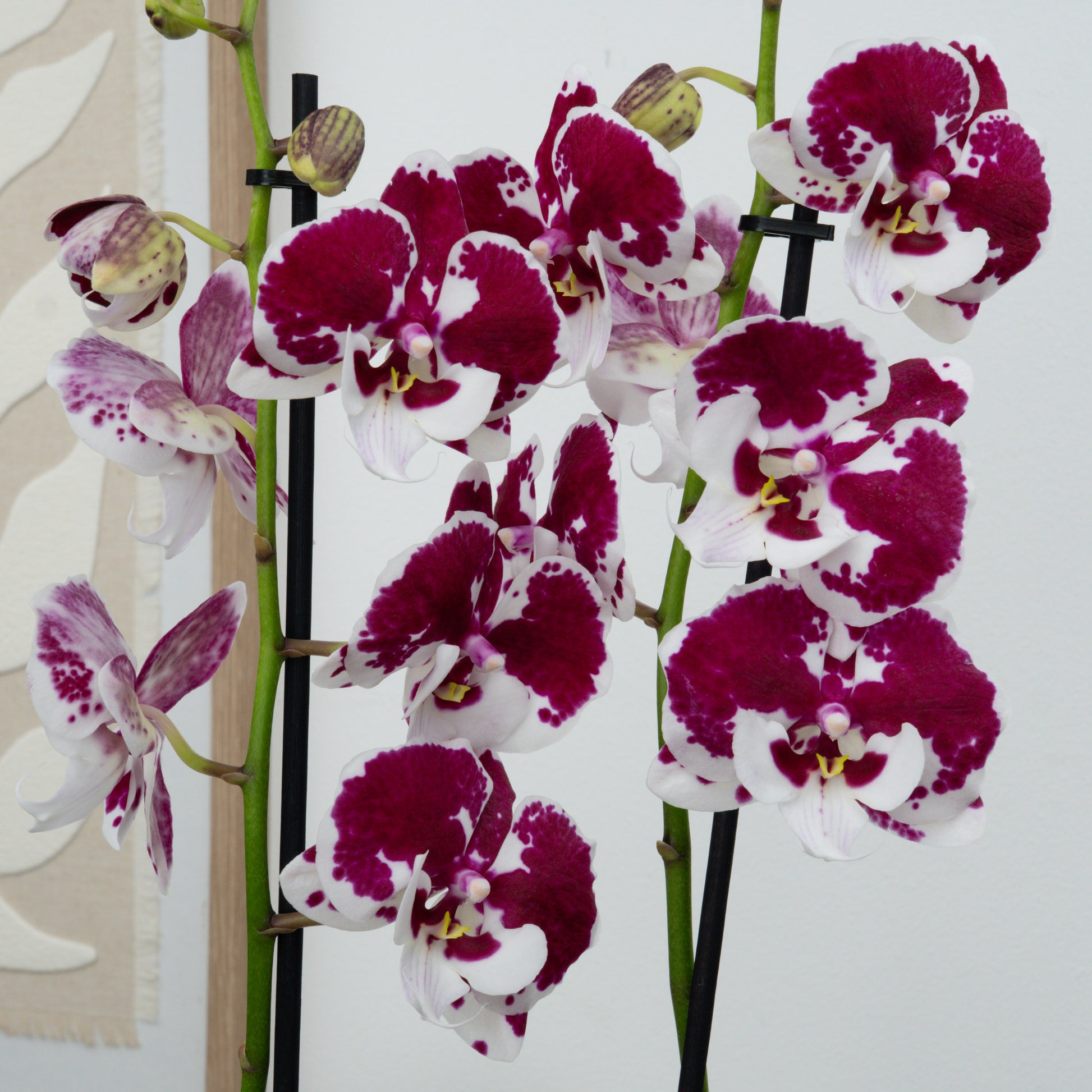 Phalaenopsis Orchid | Spider