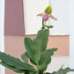 Venus Slipper Orchid | Pinocchio