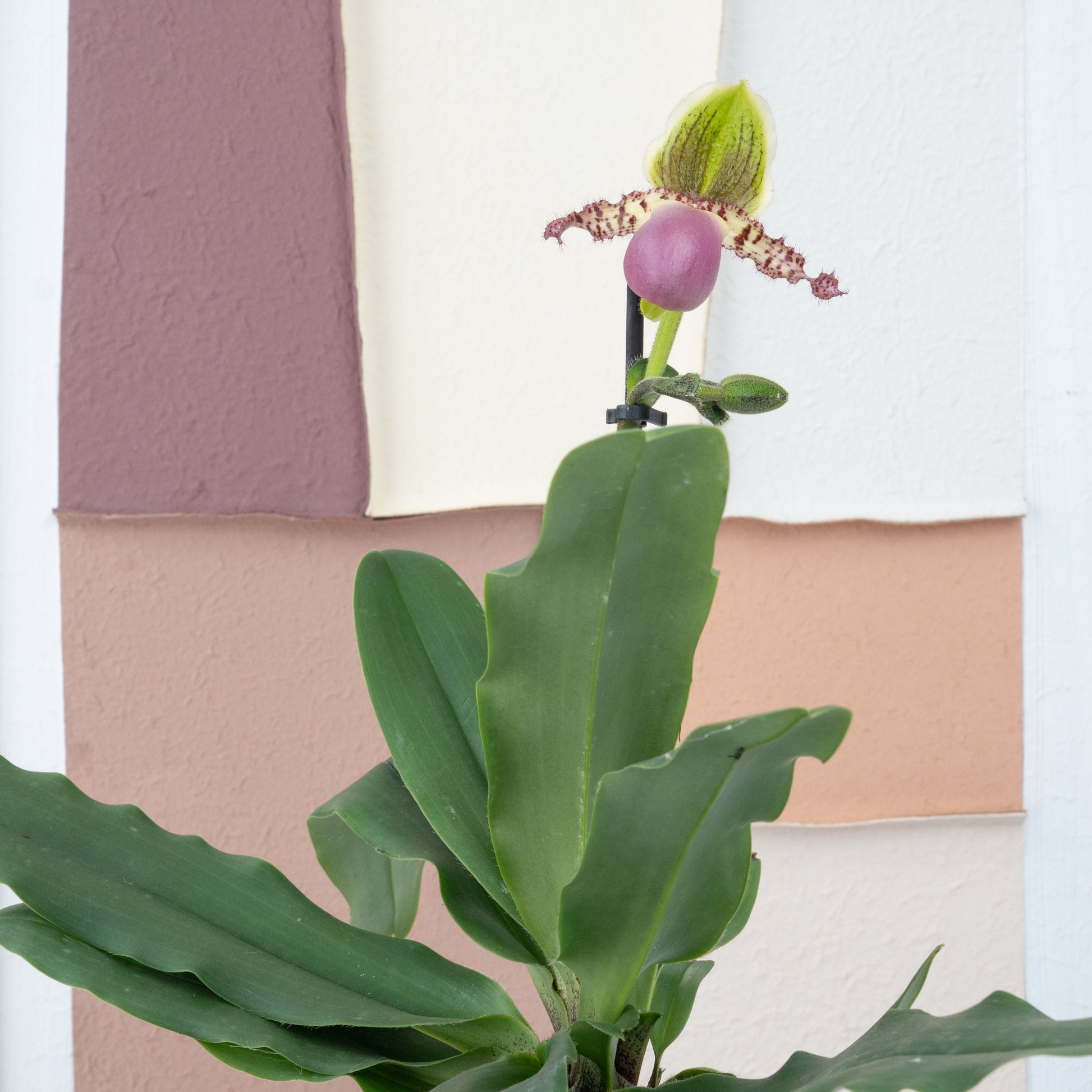 Venus Slipper Orchid | Pinocchio