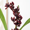 Cymbidium Orchid | Black Jack