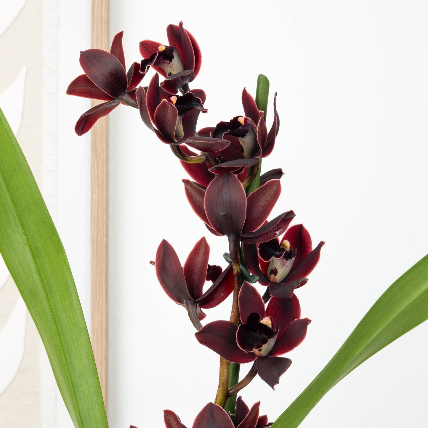 Cymbidium Orchid | Black Jack