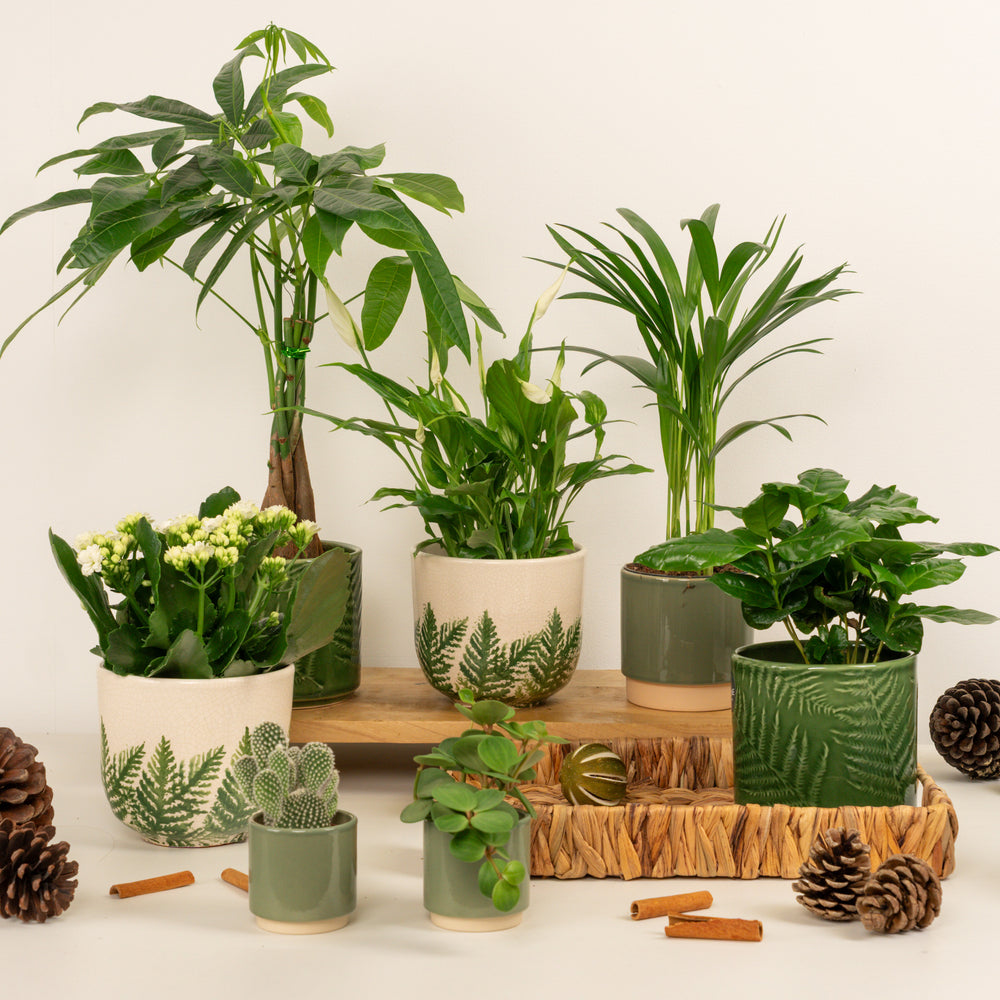 Indoor Manifesting Peace | Plant Bundle | 7 X PLANTS | 7 X POTS | Indoor Plant Bundle