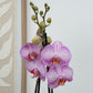 Phalaenopsis Orchid | Sugar Spoon
