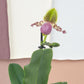 Venus Slipper Orchid | Pinocchio