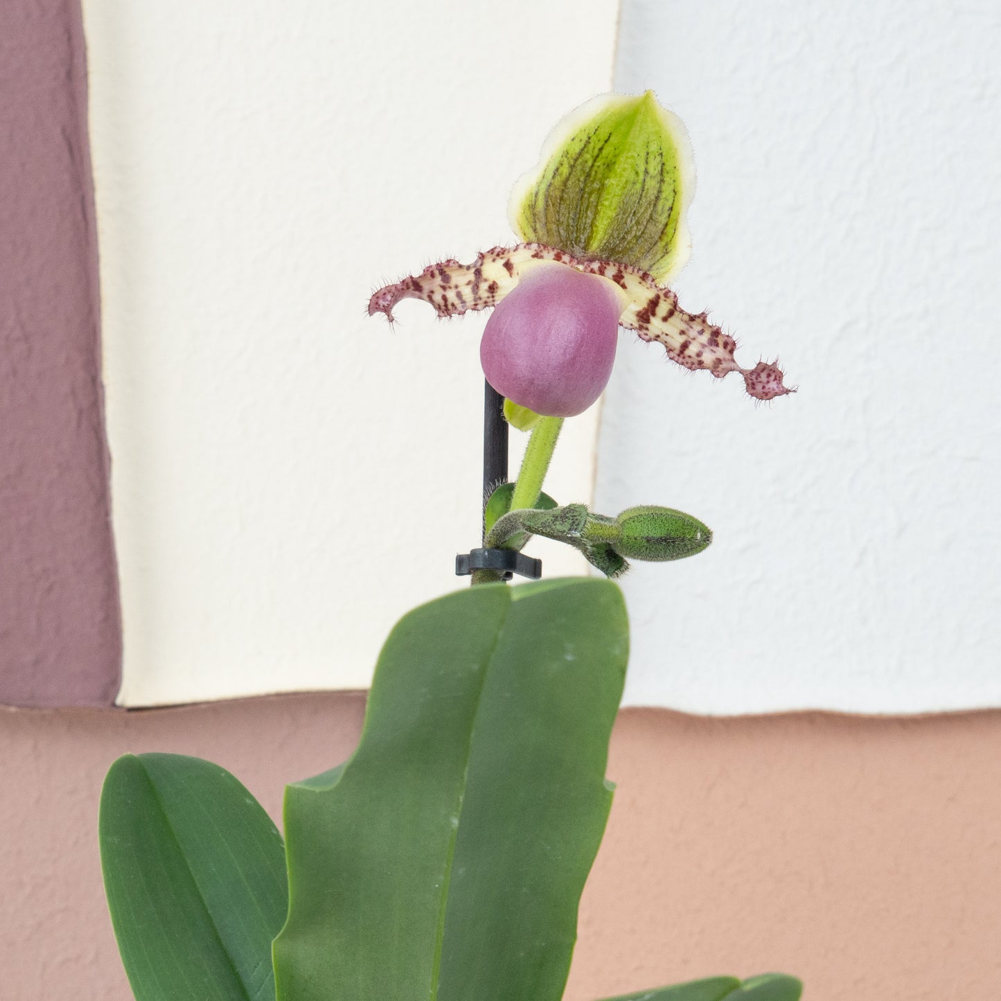 Venus Slipper Orchid | Pinocchio