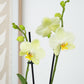 Phalaenopsis Orchid | Mint