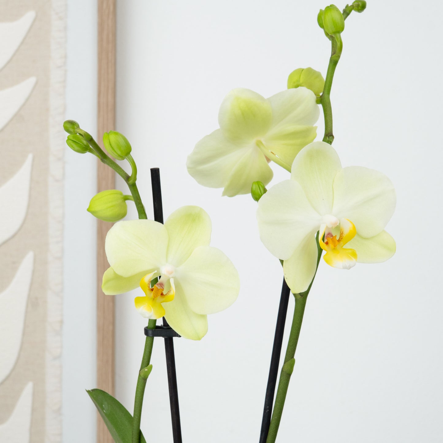 Phalaenopsis Orchid | Mint