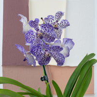 Vanda Orchid | Spotty Lavender