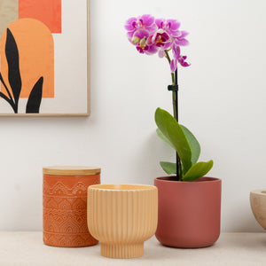 Phalaenopsis Orchid | Barbados - Indoor Plant