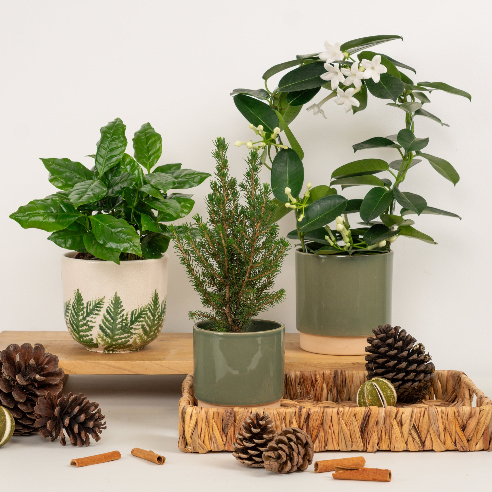 Spruce Almighty | Plant Bundle