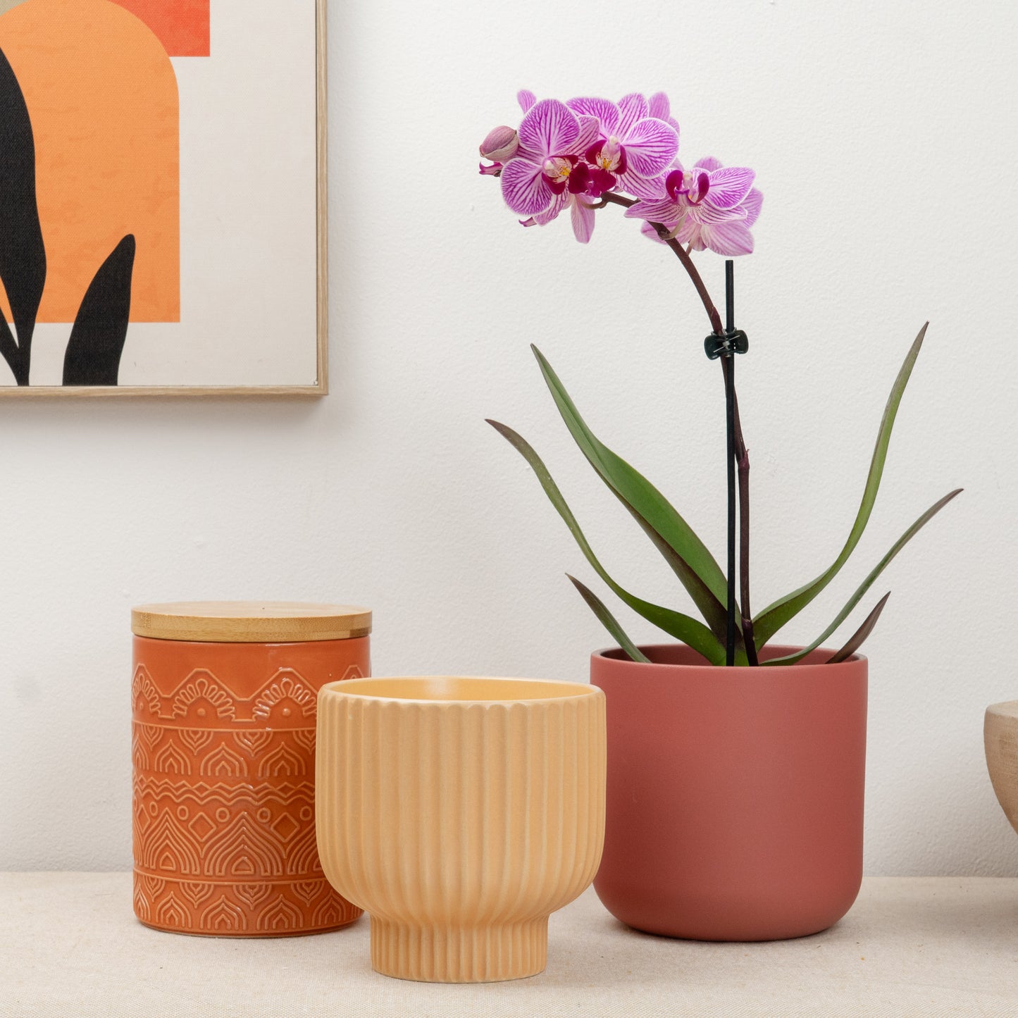 Phalaenopsis Orchid | Sweetie Honeybee