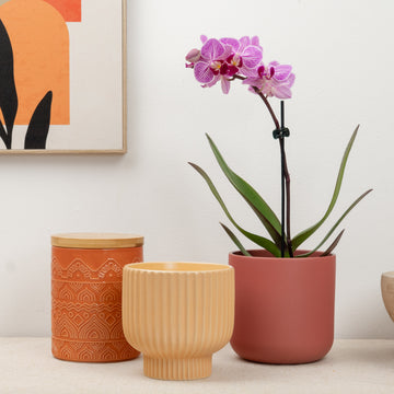 Phalaenopsis Orchid | Sweetie Honeybee