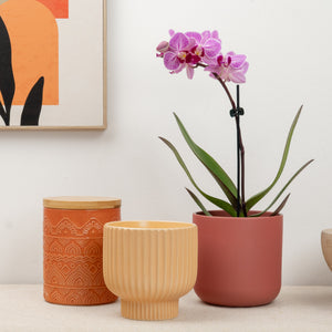 Phalaenopsis Orchid | Sweetie Honeybee - Indoor Plant