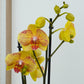 Phalaenopsis Orchid | Night Fall Of Love