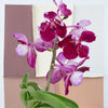 Vanda Orchid | Plum Delight