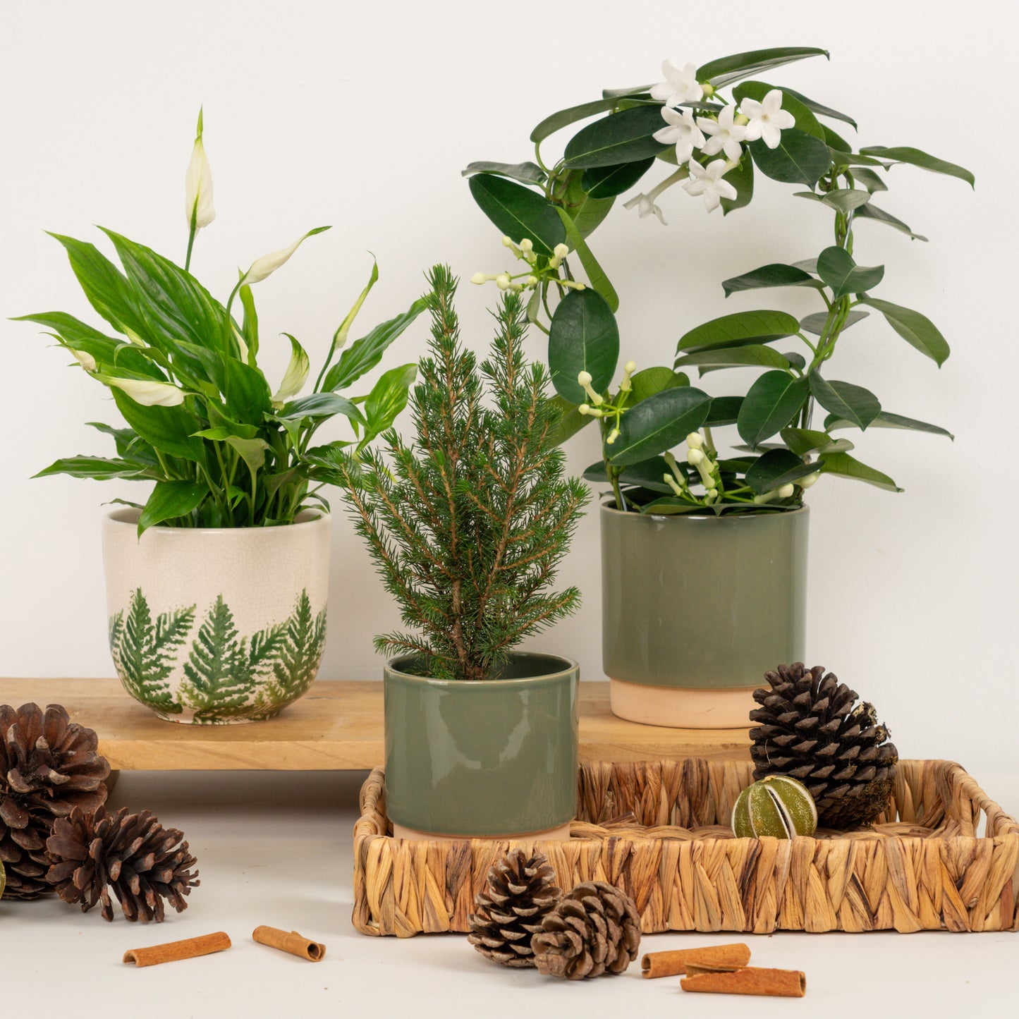 Alpine Retreat | Plant Bundle