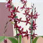 Cambria Orchid |  Barrocco Red