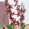 Cambria Orchid |  Barrocco Red