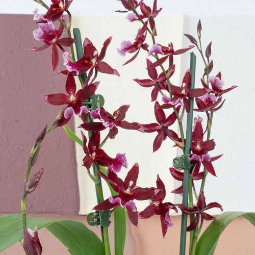 Cambria Orchid |  Barrocco Red