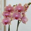 Phalaenopsis Orchid | Salmon