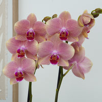 Phalaenopsis Orchid | Salmon