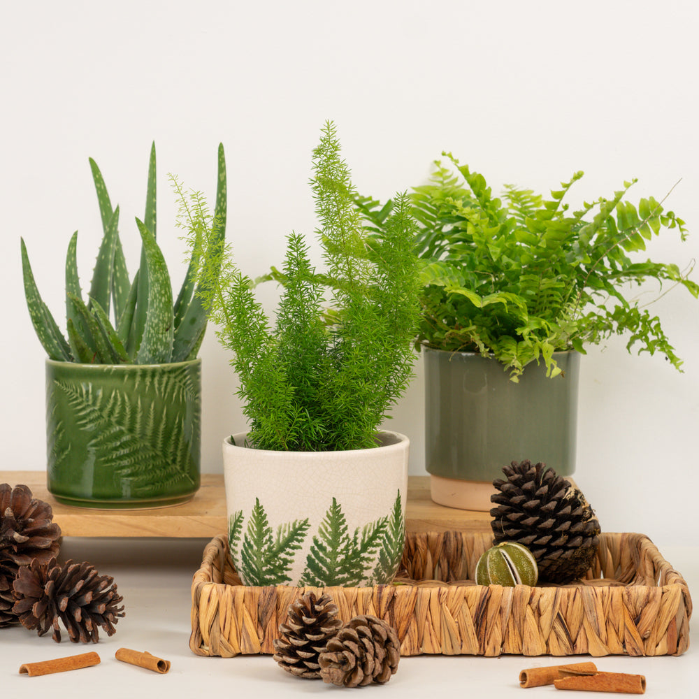 Indoor Fresh Glow | Plant Bundle | 3 X PLANTS | 3 X POTS | Indoor Plant Bundle