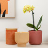 Phalaenopsis Orchid | Banana Split