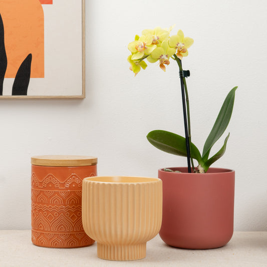 Phalaenopsis Orchid | Banana Split | 