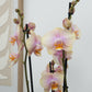 Phalaenopsis Orchid | Caramel