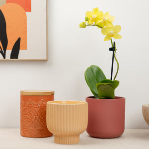 Phalaenopsis Orchid | Lemoncello - Indoor Plant