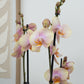 Phalaenopsis Orchid | Caramel