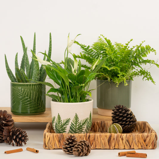 Gift Of Fresh Air | Plant Bundle | Houseplant Bundles