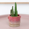 Stapelia Leendertziae