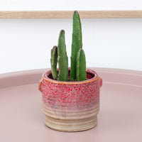 Stapelia Leendertziae