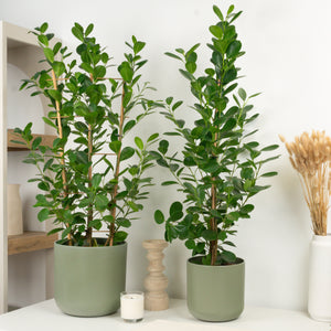 Laurel Fig | Moclame - Indoor Plant