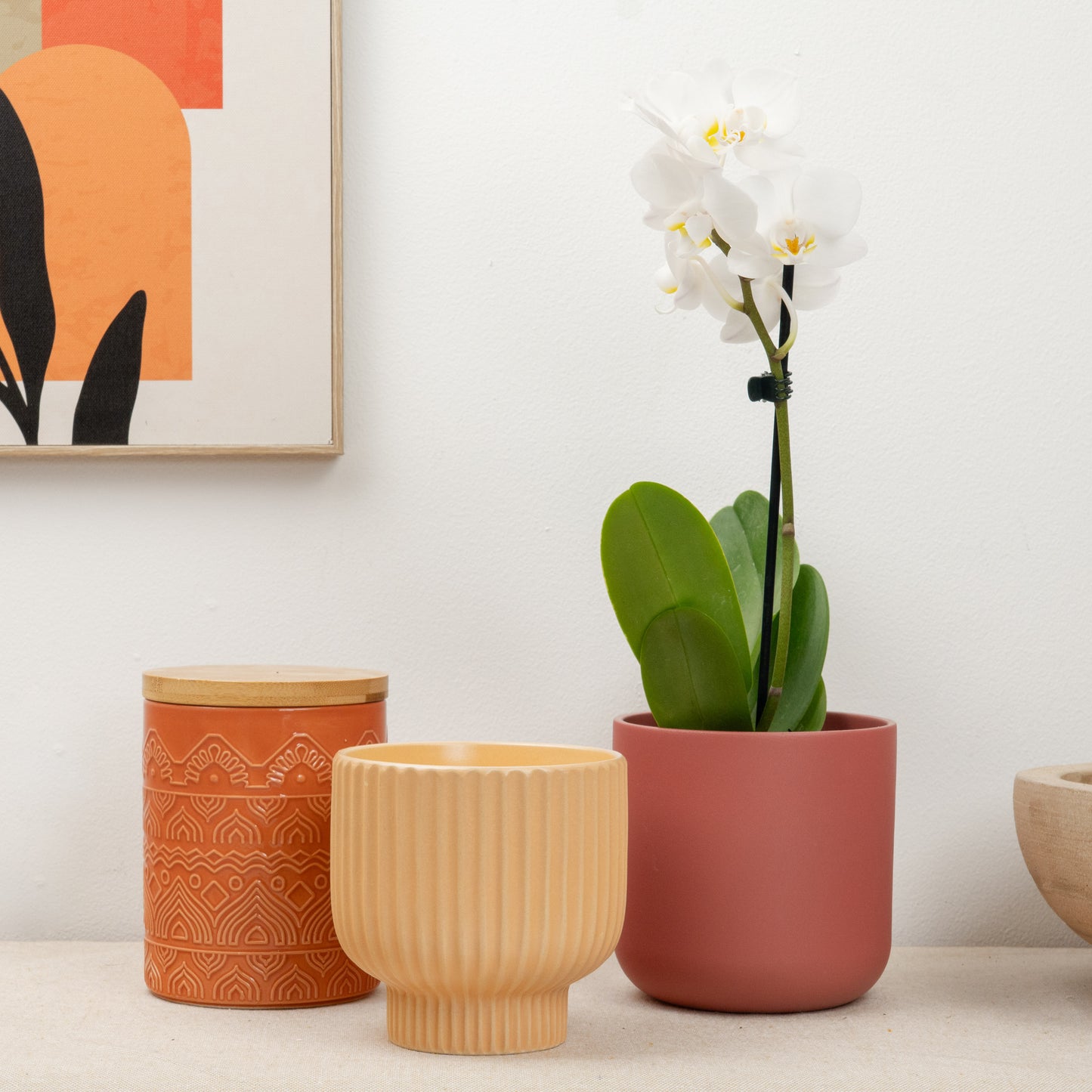 Phalaenopsis Orchid | Purity