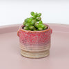 Sedum | Lucidum