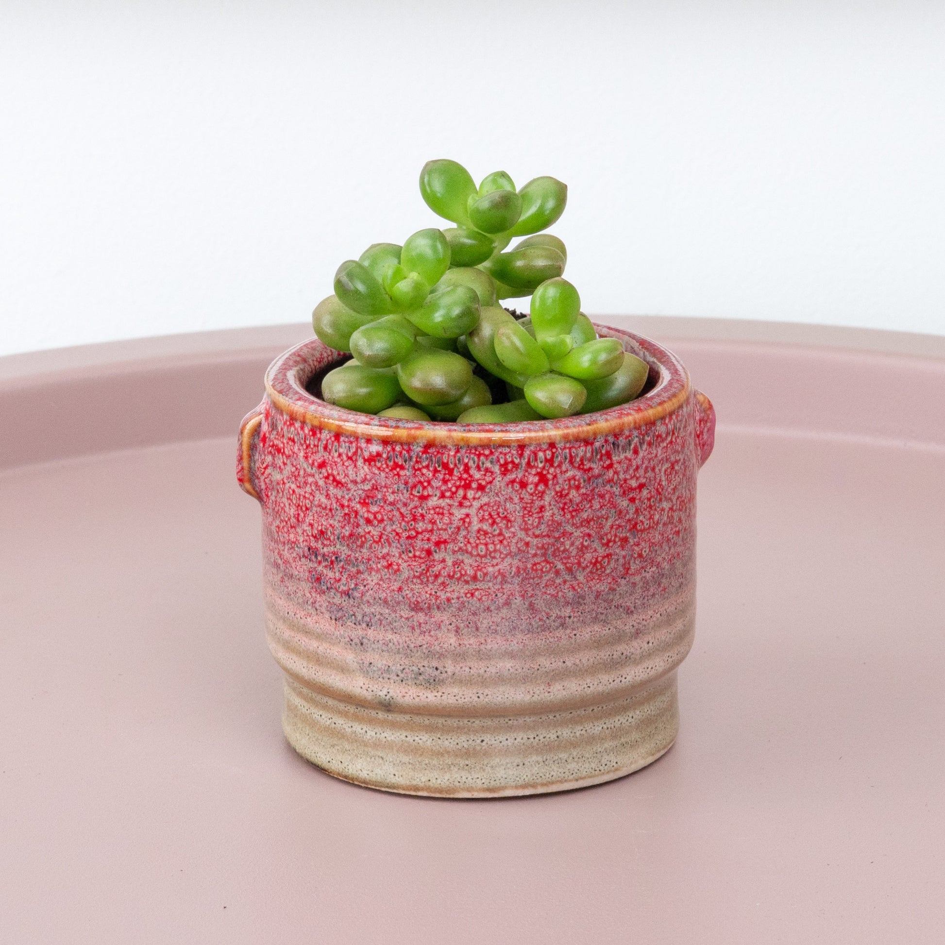 Sedum | Lucidum