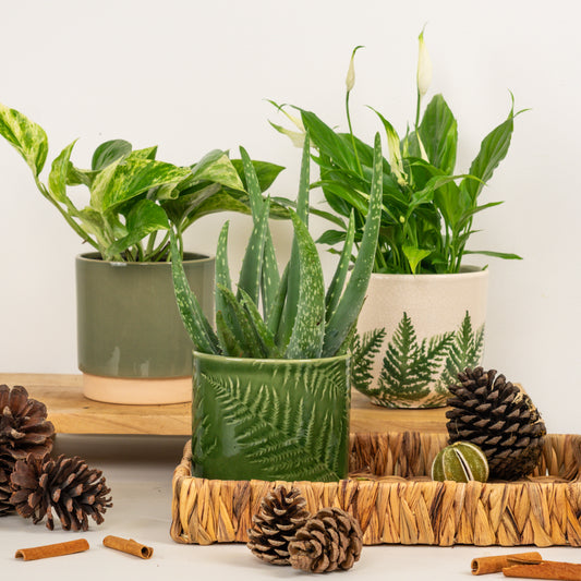 Everyday Calm | Plant Bundle | Plant Gifts