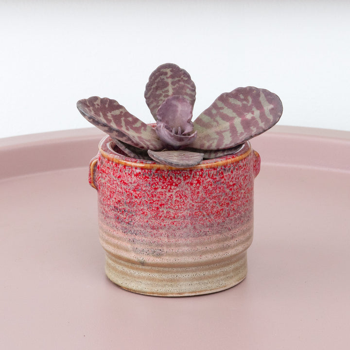 Kalanchoe Zebra