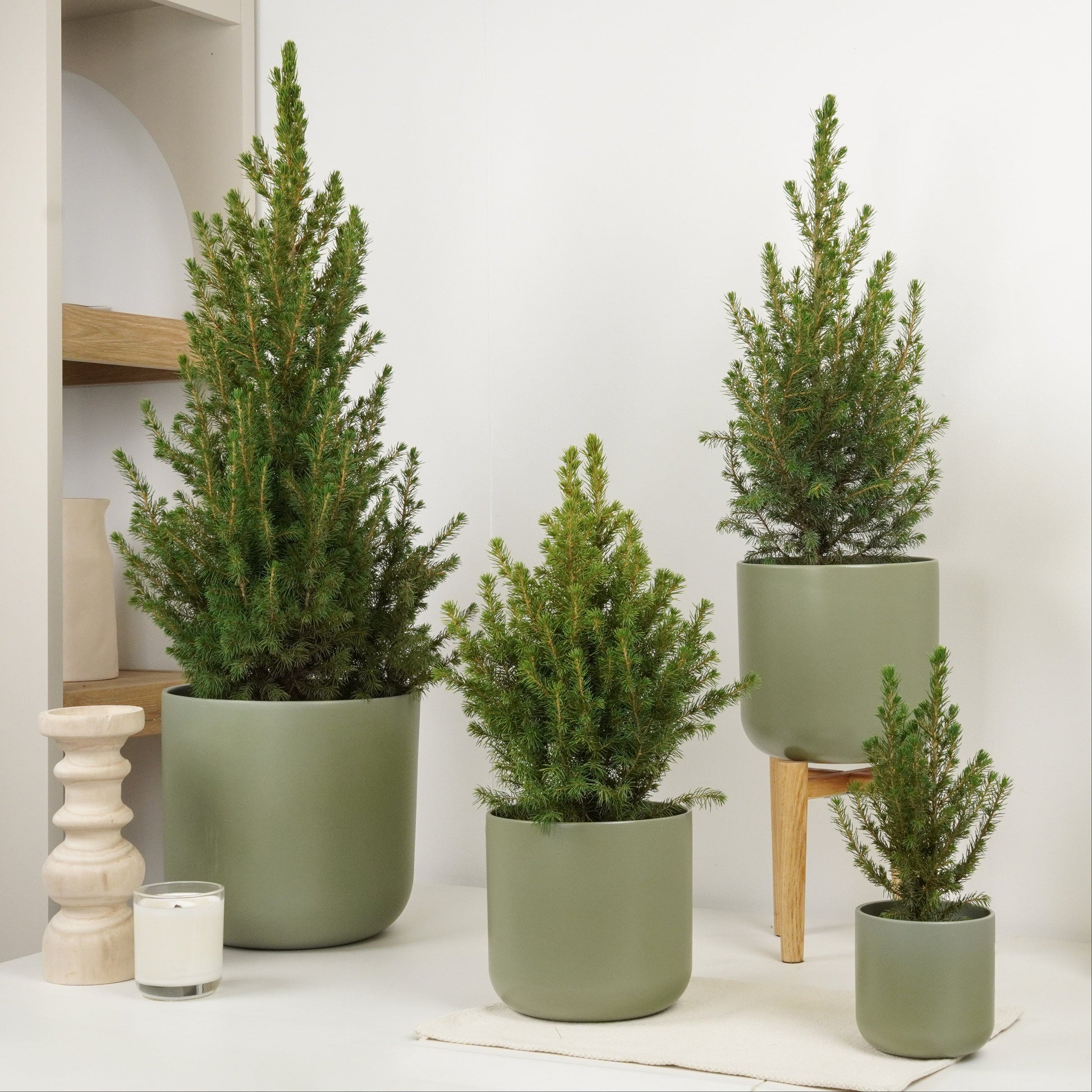 picea indoor plant Picea