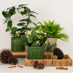 Seasonal Soul Soother | Plant Bundle - Indoor Plant