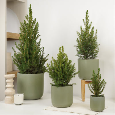 Picea | Potted Tree