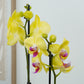 Phalaenopsis Orchid | Miraflor