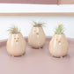 Air Plant Peeps | Tillandsia