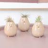 Air Plant Peeps | Tillandsia