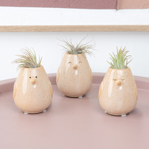 Air Plant Peeps | Tillandsia - Indoor Plant