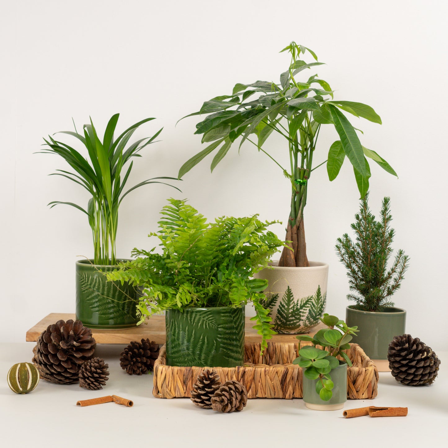 Evergreen Wonderland | Plant Bundle