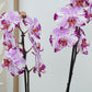 Phalaenopsis Orchid | Magic Art | Hard To Find